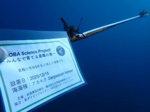 「MOBA Science Project～みんなで 育てる真鶴の海～」第一弾「海藻の苗植えつけイベント」が実施されました