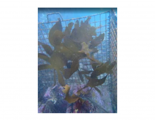 横浜国立大学とIJTT、城ヶ島・真鶴海域で藻場再生実験区を追加設置